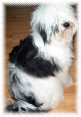 Tibeti terrier kölyök