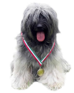 Tibeti terrier