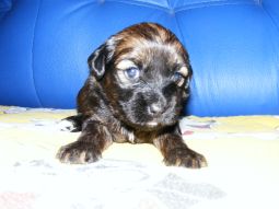 Tibeti terrier kölyök