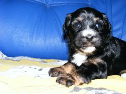 Tibeti terrier kölyök