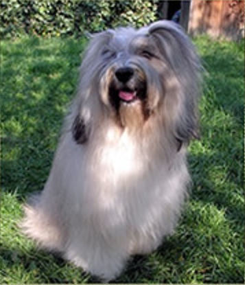 Tibeti terrier