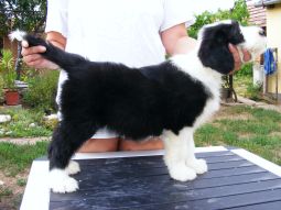 bearded collie kölyök