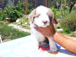 bearded collie kölyök
