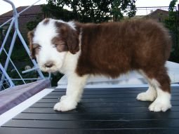 bearded collie kölyök