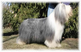 bearded collie kölyök