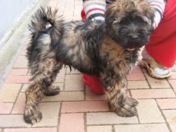 Tibeti terrier kölyök