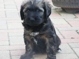 Tibeti terrier kölyök