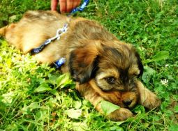 Tibeti terrier kölyök