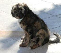 Tibeti terrier kölyök