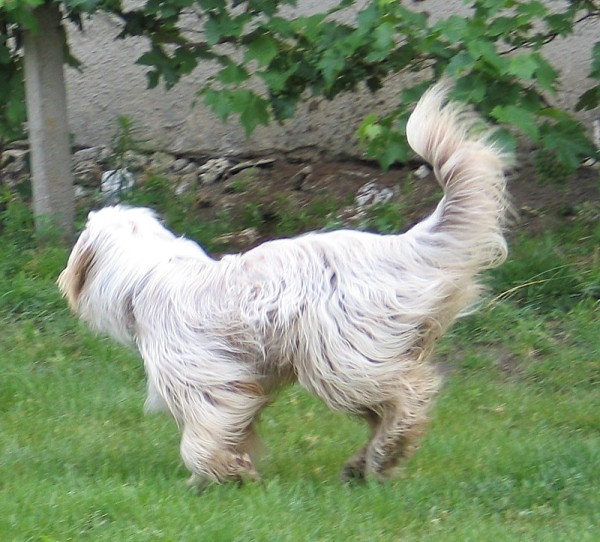 Original image