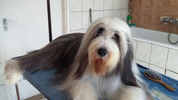 bearded collie