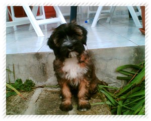 tibeti terrier