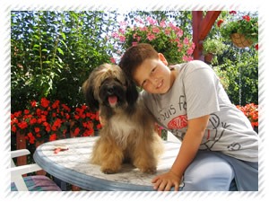 tibeti terrier