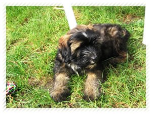 tibeti terrier