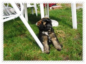 tibeti terrier