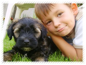 tibeti terrier