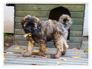 tibeti terrier