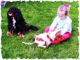 cavalier king charles spániel