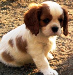 cavalier king charles spániel