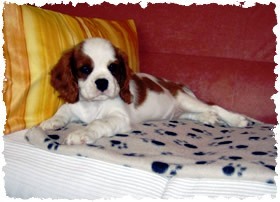 cavalier king charles spániel