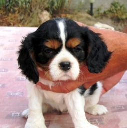 cavalier king charles spániel