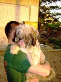 tibeti terrier