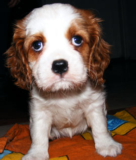 cavalier king charles spániel