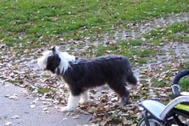 bearded collie