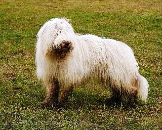 bearded collie