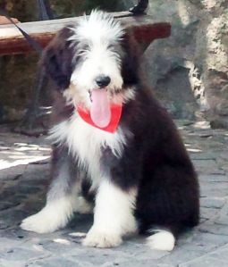 bearded collie