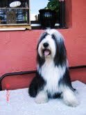 bearded collie