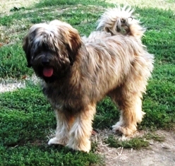 tibeti terrier