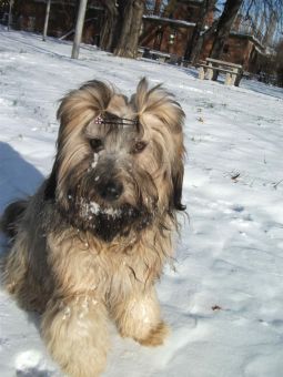 tibeti terrier