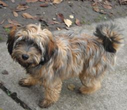 tibeti terrier