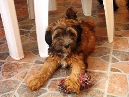 tibeti terrier