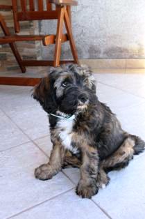 tibeti terrier